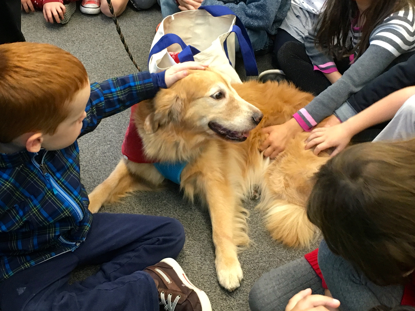CAP dog petted by children